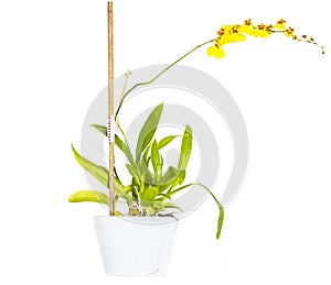 Dancing Orchid (Oncidium)