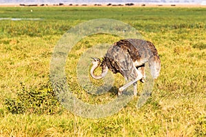 Dancing ostrich. Savanna of Amboseli, Kenya