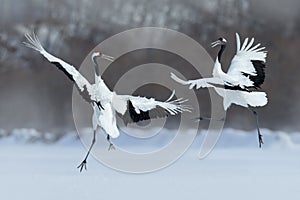 Dancing pair of Red-crowned crane with open wing in flight, with snow storm, Hokkaido, Japan