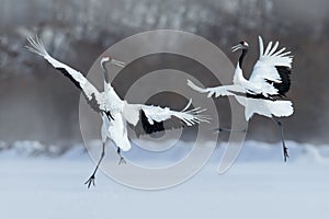 Danza un paio da gru aprire ala anni con neve tempesta, Giappone 