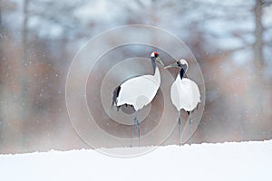 Dancing pair of Red-crowned crane with open wing in flight, with snow storm, Hokkaido, Japan. Bird in fly, winter scene with snow.