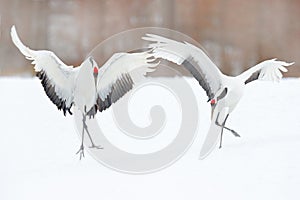 Dancing pair of Red-crowned crane with open wing in flight, with snow storm, Hokkaido, Japan. Bird in fly, winter scene with snow.