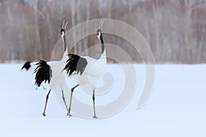 Dancing pair of Red-crowned crane with open wing in flight, with snow storm, Hokkaido, Japan. Bird in fly, winter scene with snow.