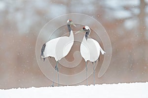 Dancing pair of Red-crowned crane with open wing in flight, with snow storm, Hokkaido, Japan. Bird in fly, winter scene with snow.