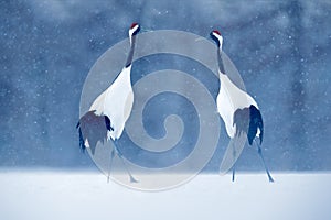 Dancing pair of Red-crowned crane with open wing in flight, with snow storm, Hokkaido, Japan. Bird in fly, winter scene with snow.