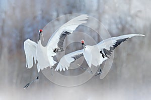 Dancing pair of Red-crowned crane with open wings, winter Hokkaido, Japan. Snowy dance in nature. Courtship of beautiful large