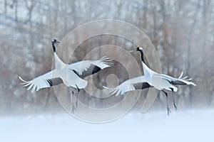 Dancing pair of Red-crowned crane with open wings, winter Hokkaido, Japan. Snowy dance in nature. Courtship of beautiful large