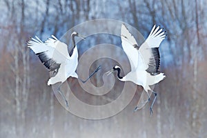 Dancing pair of Red-crowned crane with open wings, winter Hokkaido, Japan. Snowy dance in nature. Courtship of beautiful large whi