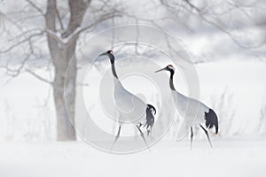 Dancing pair of Red-crowned crane, snow storm, Hokkaido, Japan. Bird in fly, winter scene with snow. Snow dance in nature. Wildlif