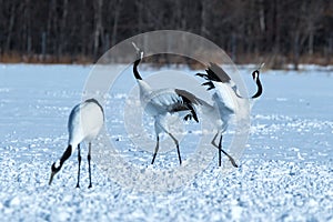 Dancing pair of Red-crowned cranes grus japonensis with open wings on snowy meadow, mating dance ritual