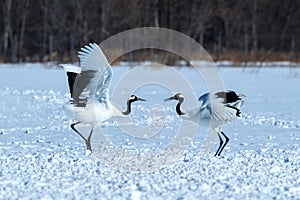 Dancing pair of Red-crowned cranes grus japonensis with open wings on snowy meadow, mating dance ritual