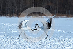 Dancing pair of Red-crowned cranes grus japonensis with open wings on snowy meadow, mating dance ritual