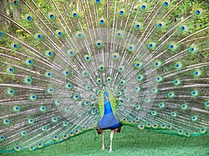 Dancing Peacock