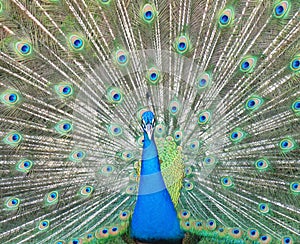 Dancing Peacock