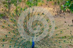 Dancing peacock with beautiful feathers open