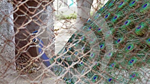 Dancing peacock behind zoo fence