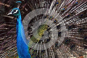 A Dancing Peacock