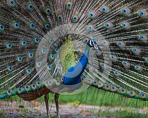 A dancing peacock