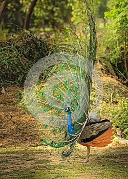 Dancing Peacock With a side view