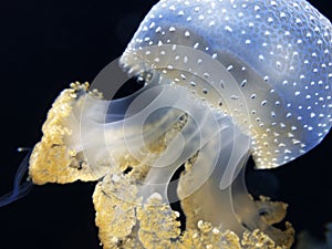 Dancing Phyllorhiza punctata jellyfish in the water. also known as the floating bell, Australian spotted jellyfish, brown