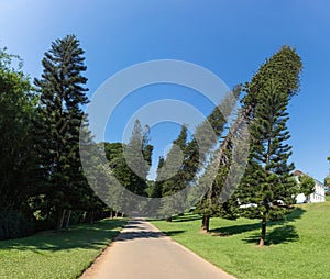 Dancing pines in Royal Botanic Gardens. Peradeniya, Kandy, Sri Lanka
