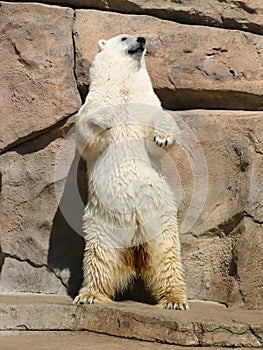 Dancing Polar Bear