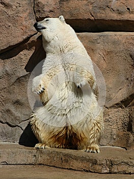 Dancing Polar Bear