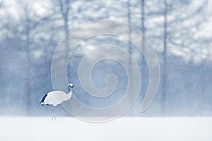 Dancing Red-crowned crane with open wing in flight, with snow storm, Hokkaido, Japan. Bird in fly, winter scene with snowflakes.