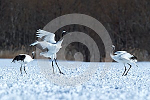 Dancing red crowned cranes grus japonensis with open wings on snowy meadow, mating dance ritual, winter, Hokkaido, Japan, japane