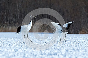 Dancing red crowned cranes grus japonensis with open wings on snowy meadow, mating dance ritual, winter, Hokkaido, Japan, japane