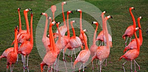 Dancing Red Flamingo