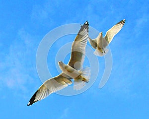 Dancing Seagulls