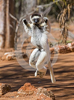 Dancing Sifaka is jumping. Madagascar.