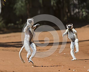 Dancing Sifakas are on the ground. Funny picture. Madagascar.