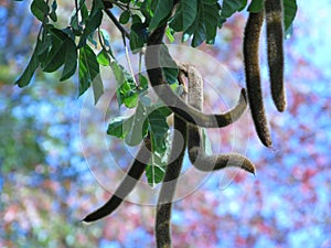 Dancing with the sky