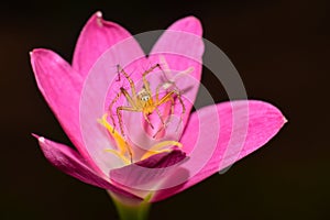 Dancing Spider on Flower 2