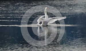 Dancing Swan