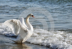 Dancing Swan