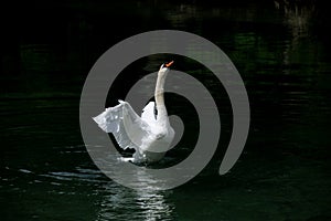 A dancing swan