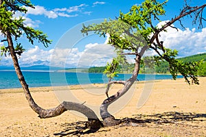 Dancing tree on the sandy beach of Lake Hovsgol, Mongolia