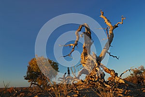 Dancing Trees