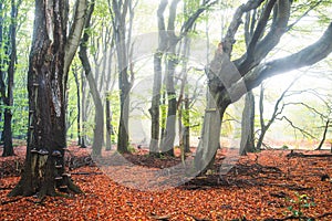 Dancing trees of the Speulderbos on autumn leaves ground in Gelderland, Netherlands