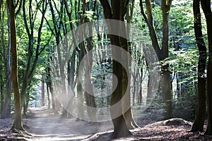 Dancing trees in Speulderbos in the Netherlands