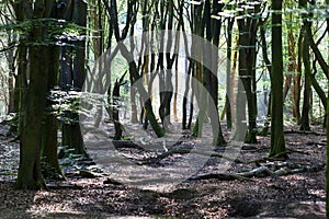 Dancing trees in Speulderbos in the Netherlands