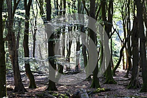 Dancing trees in Speulderbos in the Netherlands