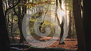 Dancing trees of the Speulderbos through sunset lights in Gelderland, Netherlands