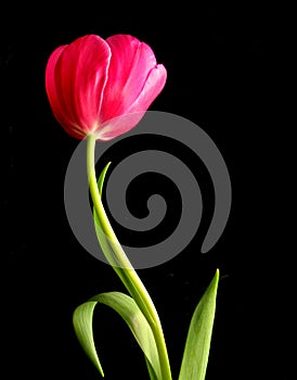 Dancing Tulip