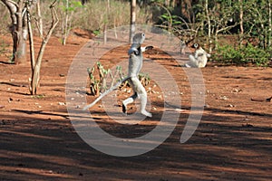 Dancing Verreaux sifika lemurs photo