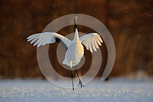 Dancing white bird Red-crowned crane, Grus japonensis, with open wing, with snow storm, during sunset, Hokkaido, Japan photo