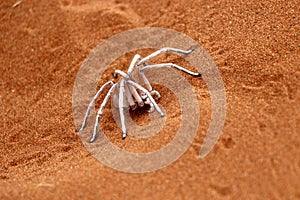 Dancing white lady spider - Namibia Africa